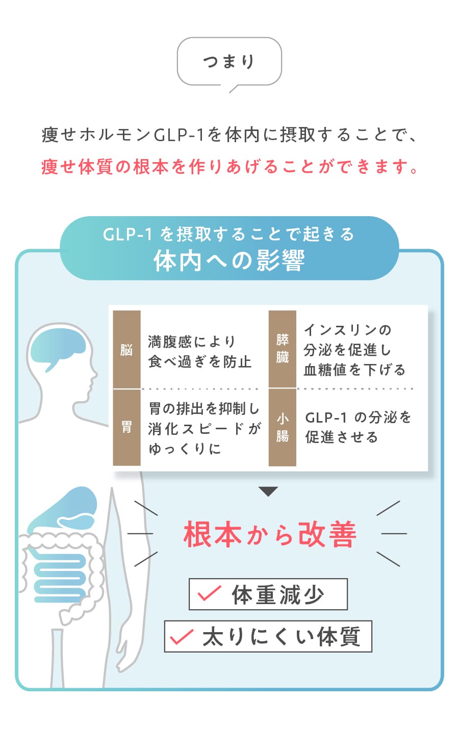 痩せホルモンGLP-1を体内に摂取することで、痩せ体質の根本は作り上げることができます