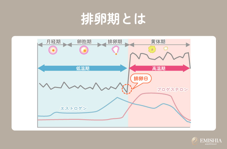 排卵期とは