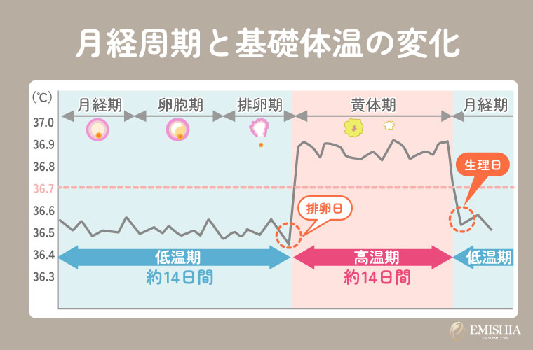 月経周期と基礎体温の変化