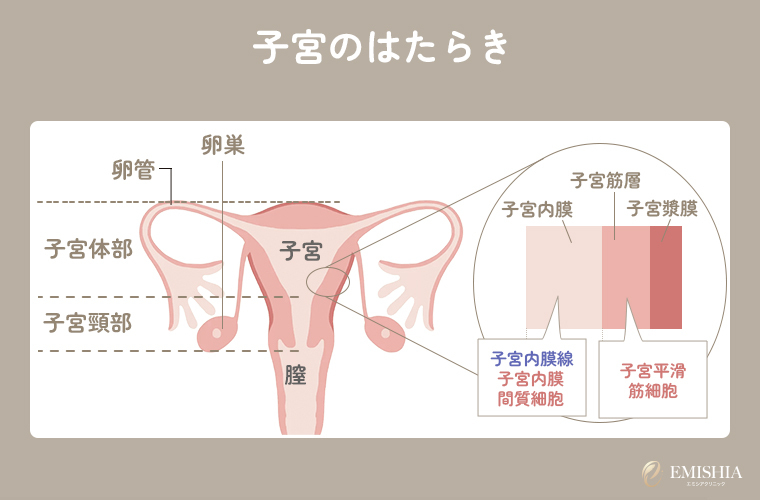 子宮の働き