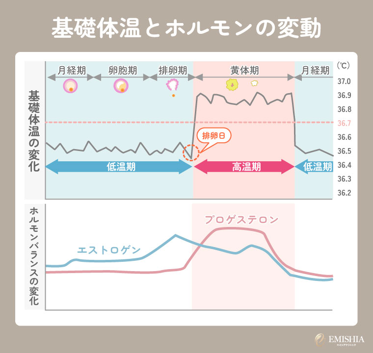 基礎体温とホルモンの変動