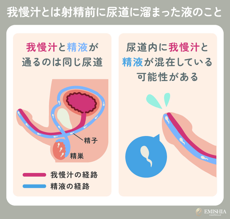 我慢汁とは射精前に尿道に溜まった液のこと