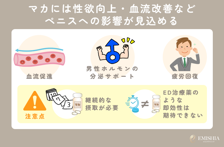 マカには性欲向上・血流改善などペニスへの影響が見込める