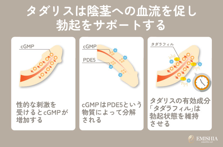 タダリスは陰茎への血流を促し勃起をサポートする
